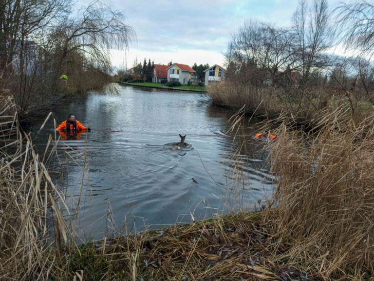Brandweer redt ree uit het water in Steendam