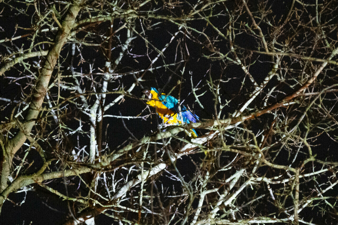 Papegaai ontsnapt in Emmen en zoekt het hogerop