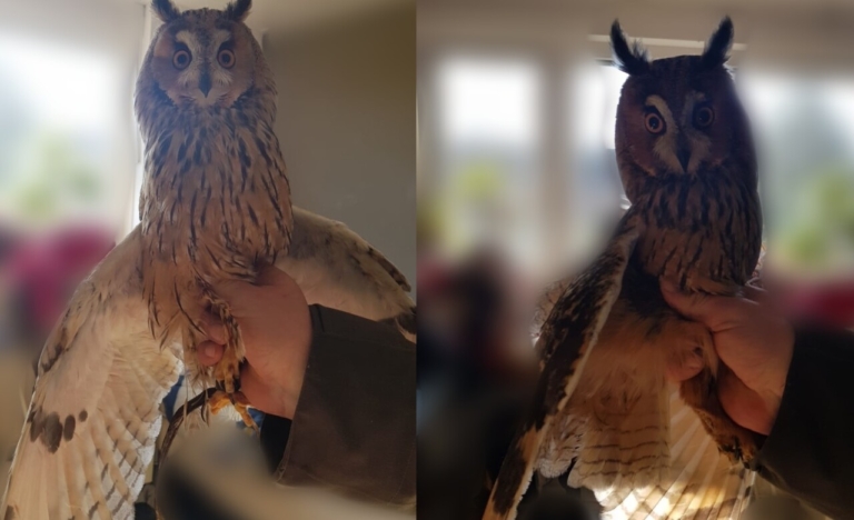 Twee uilen uit huis gehaald in Balk