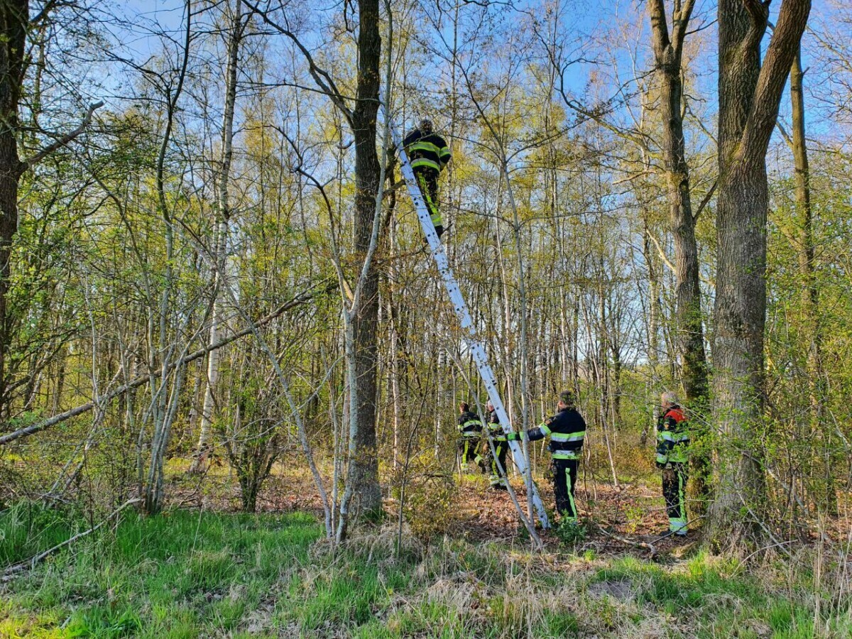 Kat genaamd Boef zoekt het hogerop in Donkerbroek