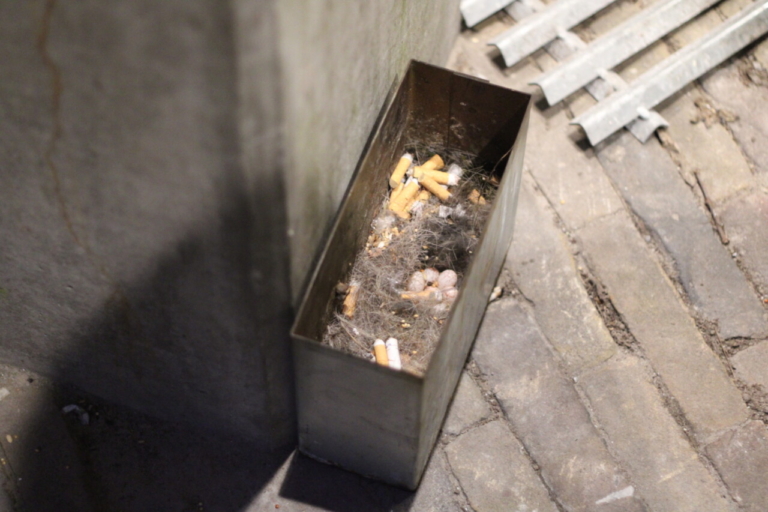 Vogel bouwt nestje in asbak