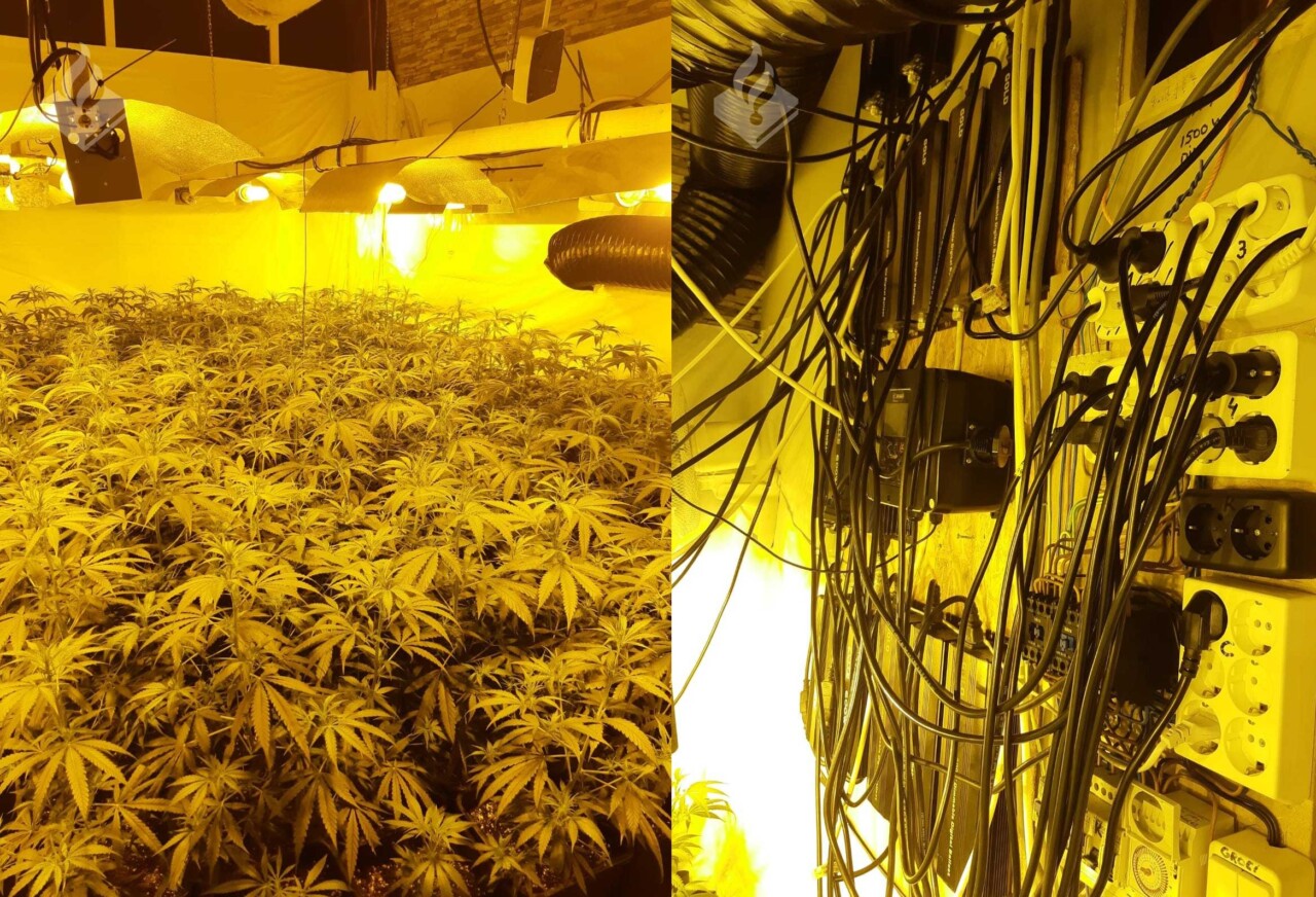 Politie vindt hennepkwekerij in portiekwoning; 383 planten geruimd