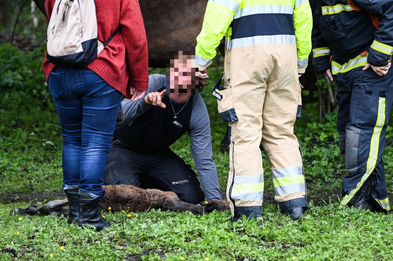 Brandweer rukt uit voor te water geraakt dier; veulen overleden