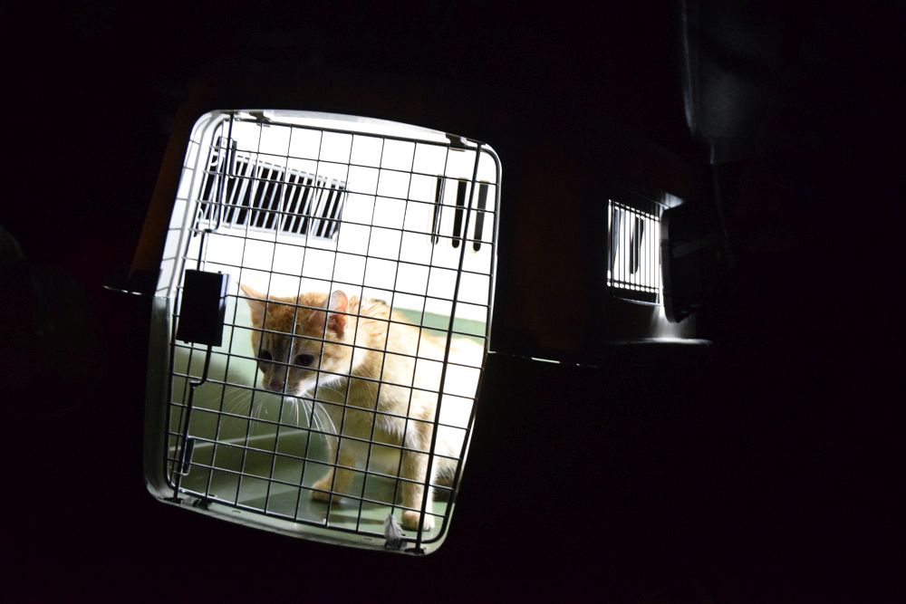 Kat bekneld onder loopsteiger in Buitenpost