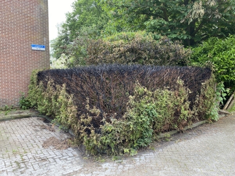 Opnieuw coniferenhaag in brand gestoken in Drachtster wijk de Wiken