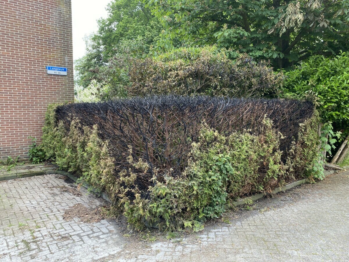 Opnieuw coniferenhaag in brand gestoken in Drachtster wijk de Wiken