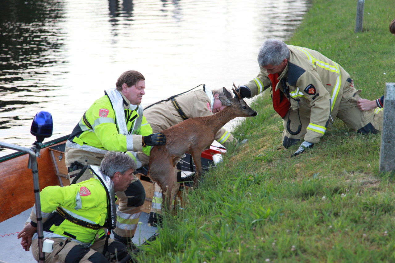Reeën uit het water gehaald bij De Punt