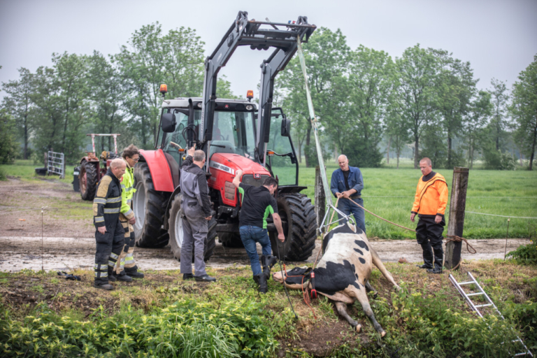 Koe door brandweer en boer weer op het droge gezet in Grootegast