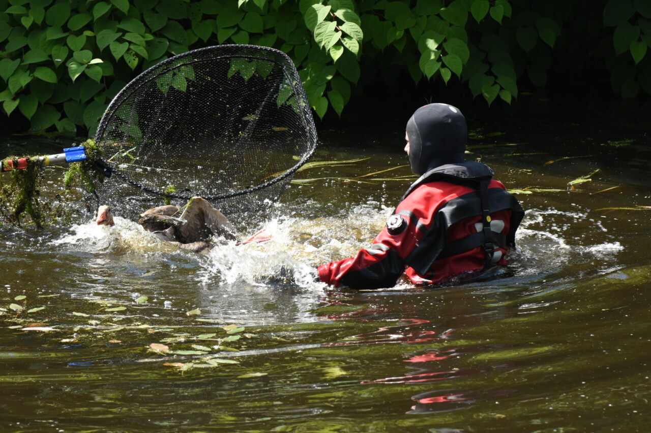 Gewonde gans uit water gehaald in Klazienaveen