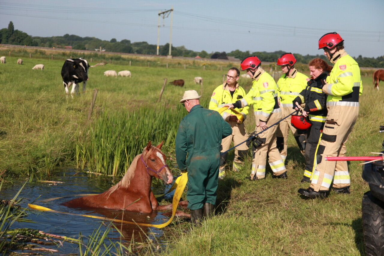 Paard uit sloot gehaald in Haren