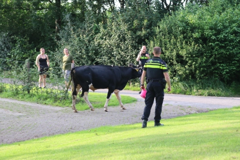 Jonge stier loopt door woonwijk Surhuisterveen