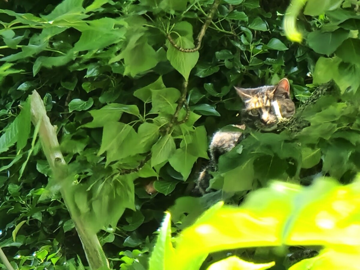 Poes Eva na drie dagen uit boom gesprongen