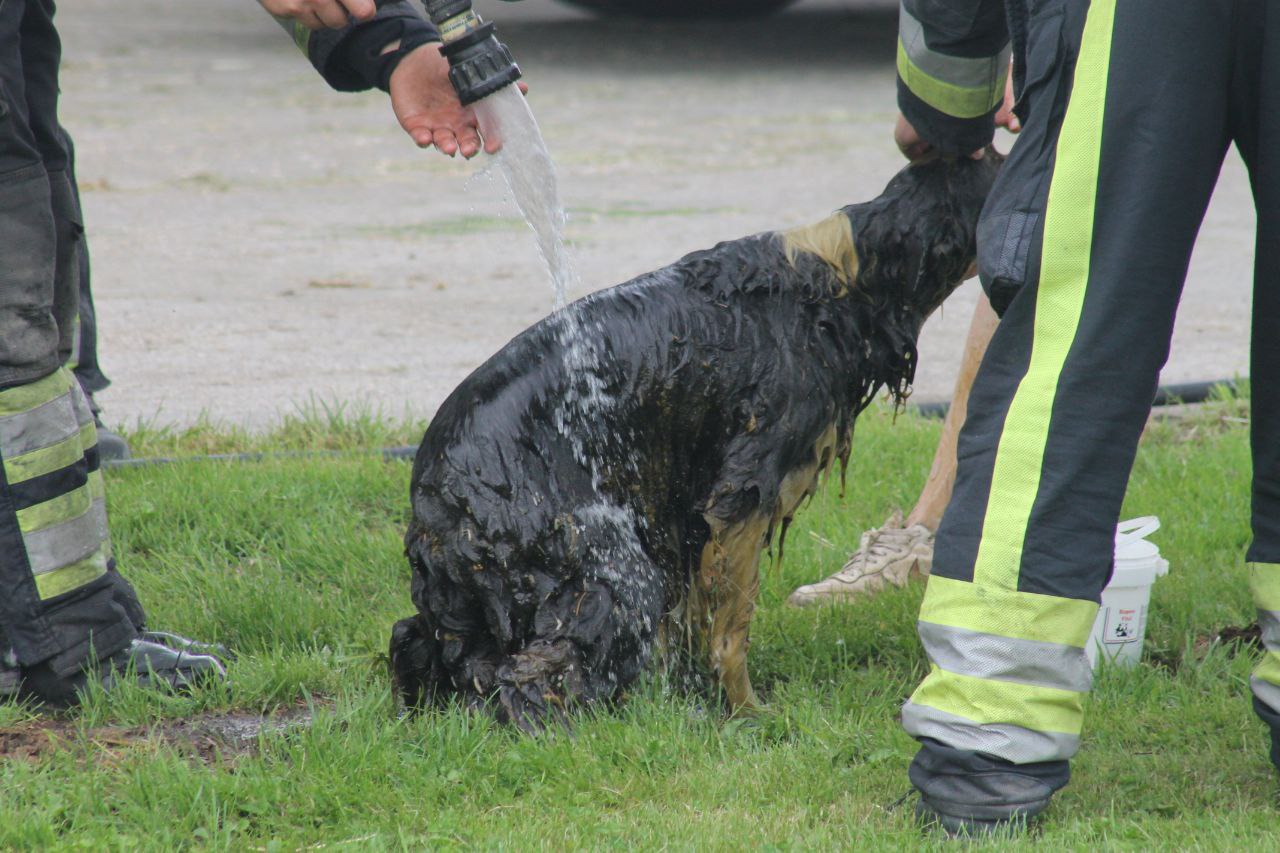 Brandweer redt hond uit mestput in Ternaard (Update)