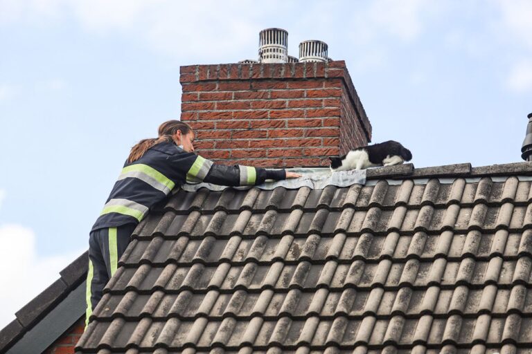 Kat op dak laat zich niet vangen in Drachten