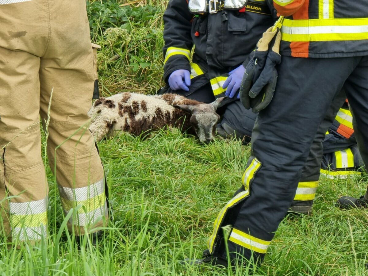 Brandweer zet schaap op het droge bij Westerwoldsche Aa in Blijham