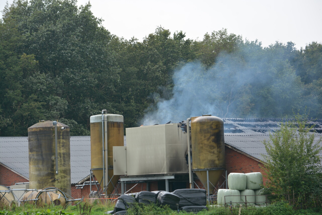 Uitslaande brand in een stal met driehonderd varkens in Mantinge