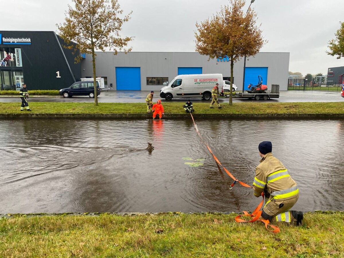 Ree uit water gehaald in Drachten