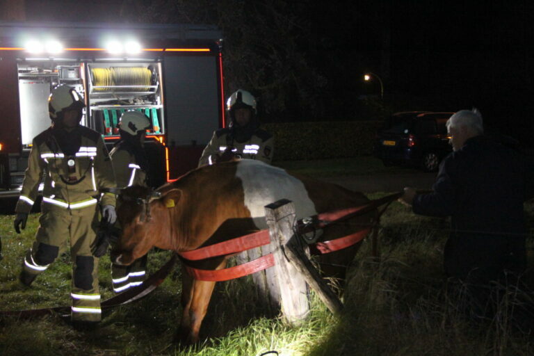 Koe vast op hek in Assen; brandweer ingezet