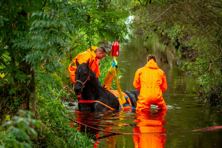 Paard te water geraakt in Surhuisterveen