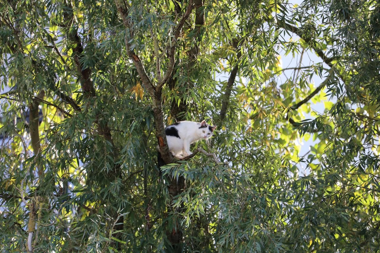 Kat uit boom gehaald door brandweer