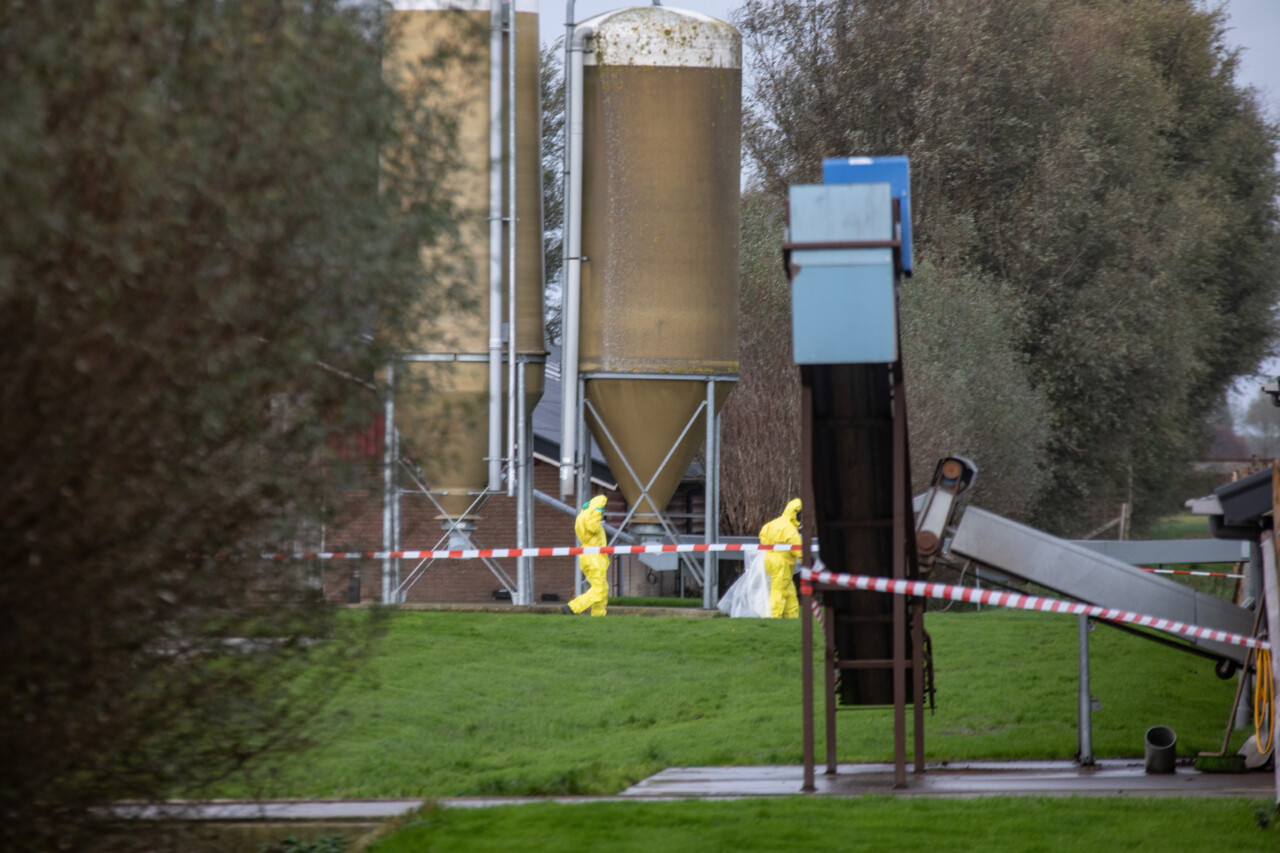 Opnieuw vogelgriep vastgesteld bij pluimveebedrijf in Lutjegast