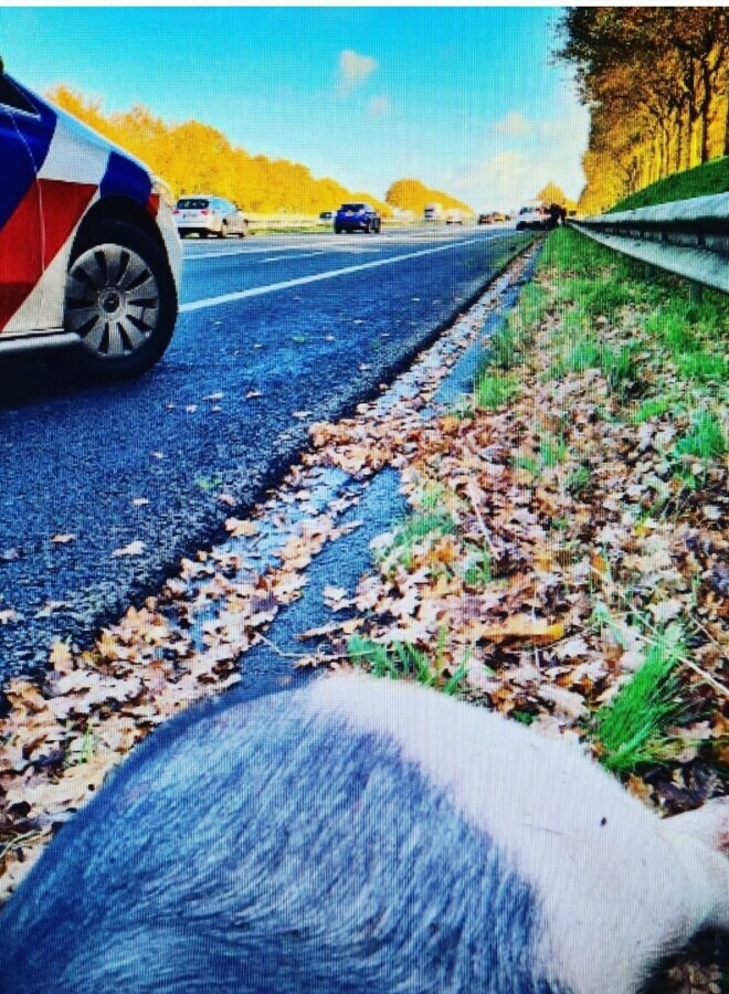 Varken smakt met 100 km/u uit paardentrailer op A7 bij Hoogezand