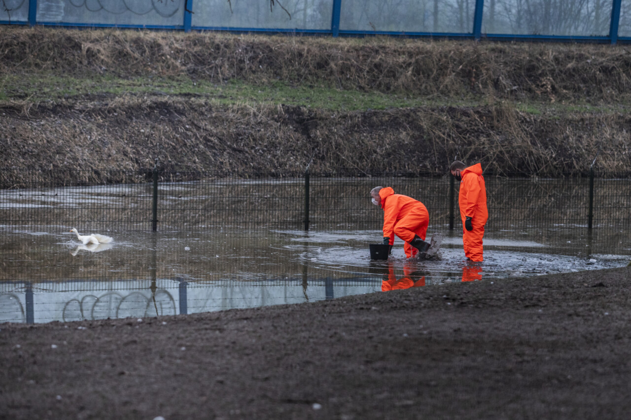 Brandweer redt eend van ijs in Drachten (video)