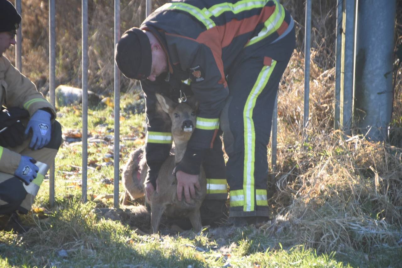 Ree houdt brandweerlieden voor de gek en bevrijdt zichzelf in Winschoten