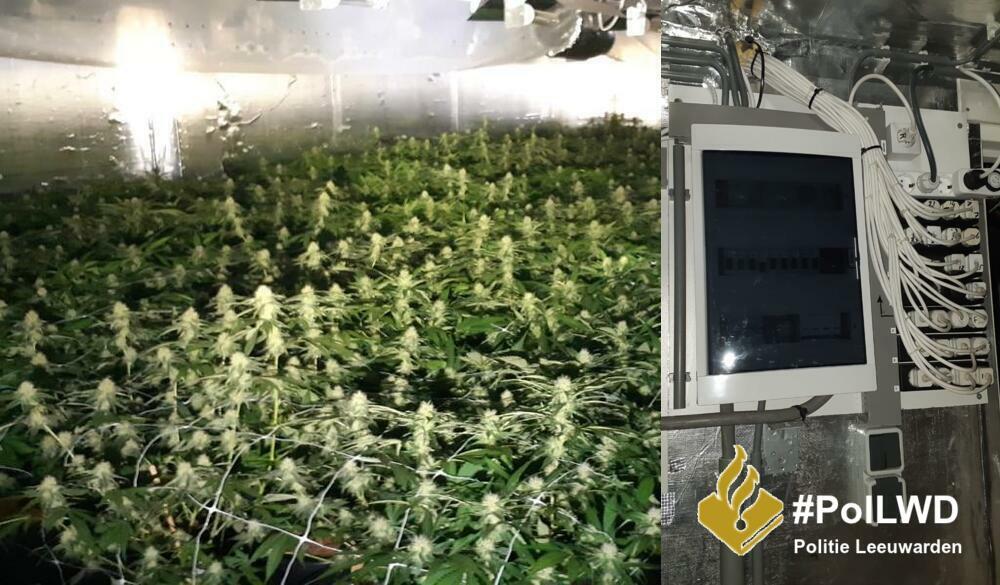Politie rolt hennepplantage met 477 planten op in Leeuwarden