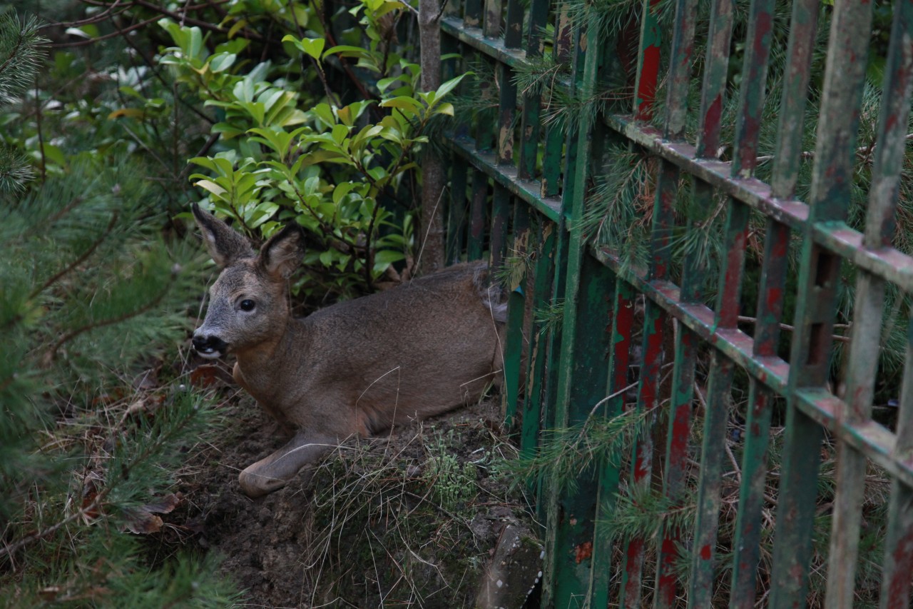 Ree vast in hekwerk langs Donderseweg in Norg