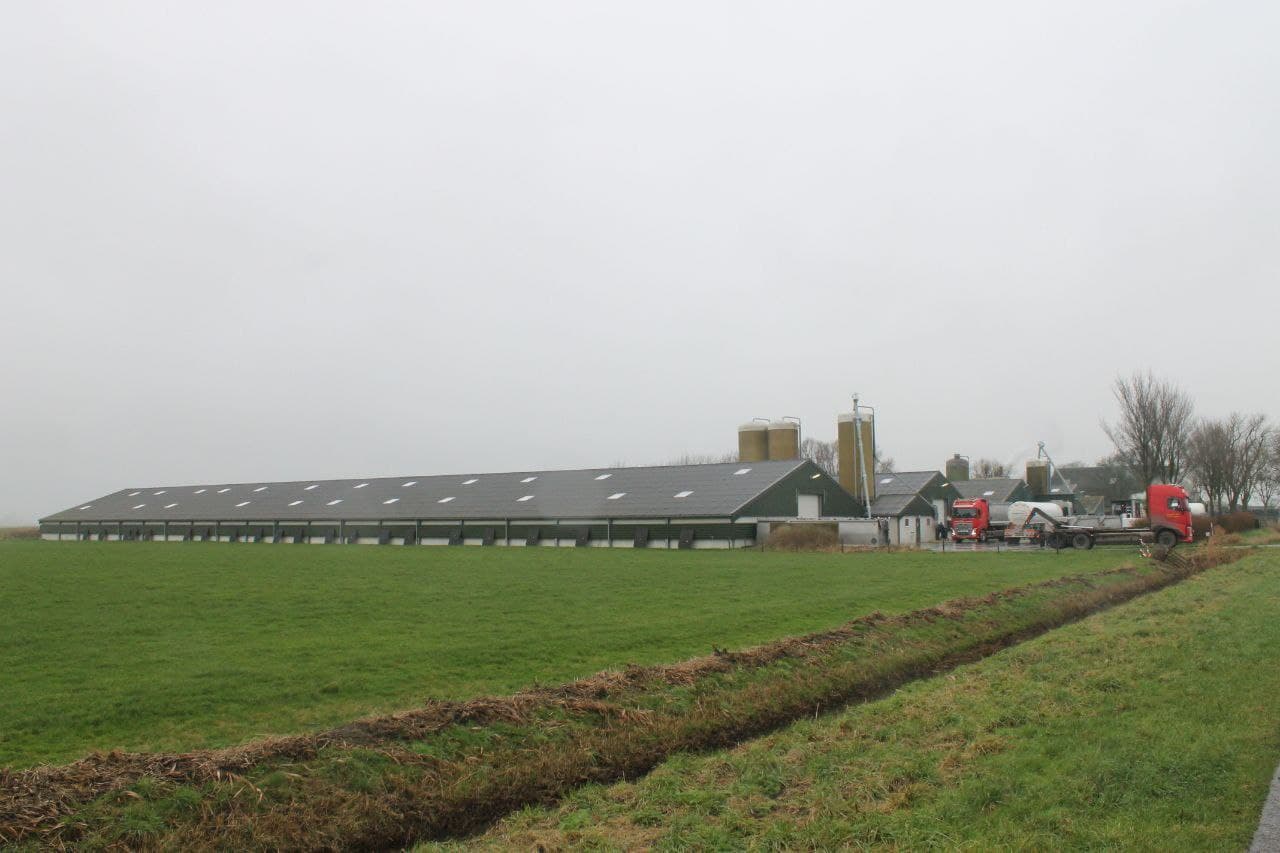 Vogelgriep in Blije: 222.000 vleeskuikens geruimd