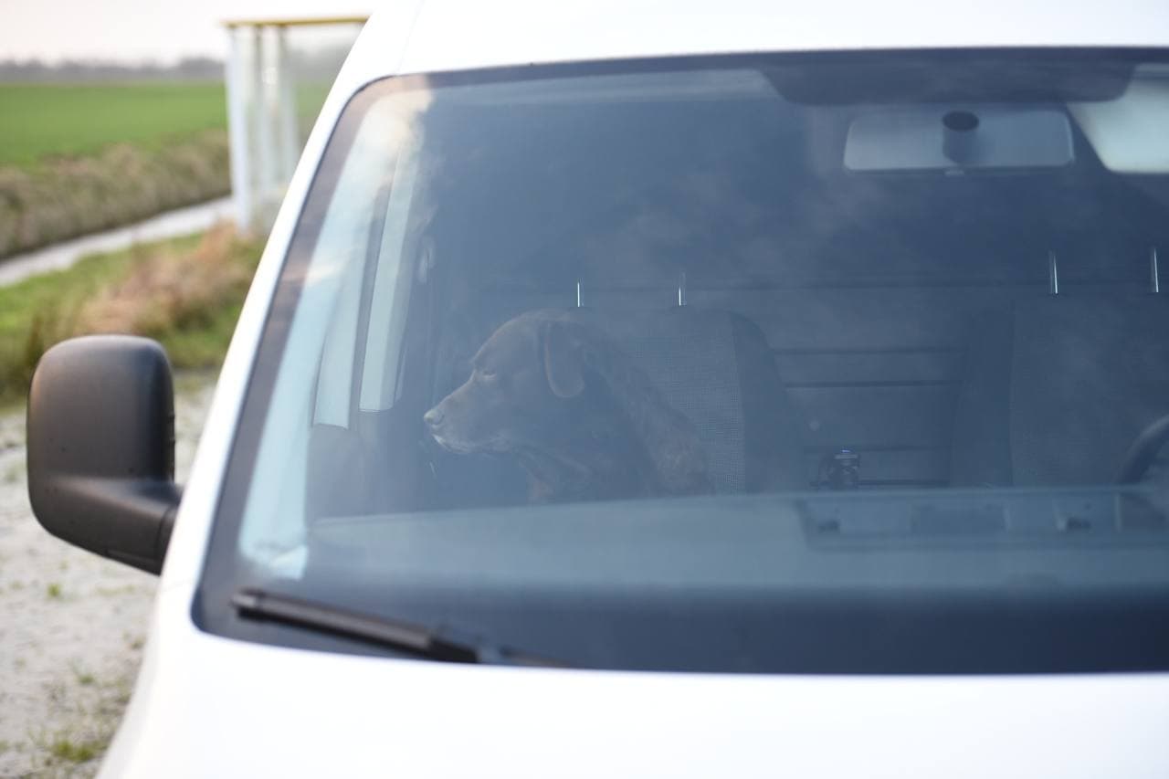 Rijkswaterstaat en politie achtervolgen ontsnapte honden bij Noordbroek