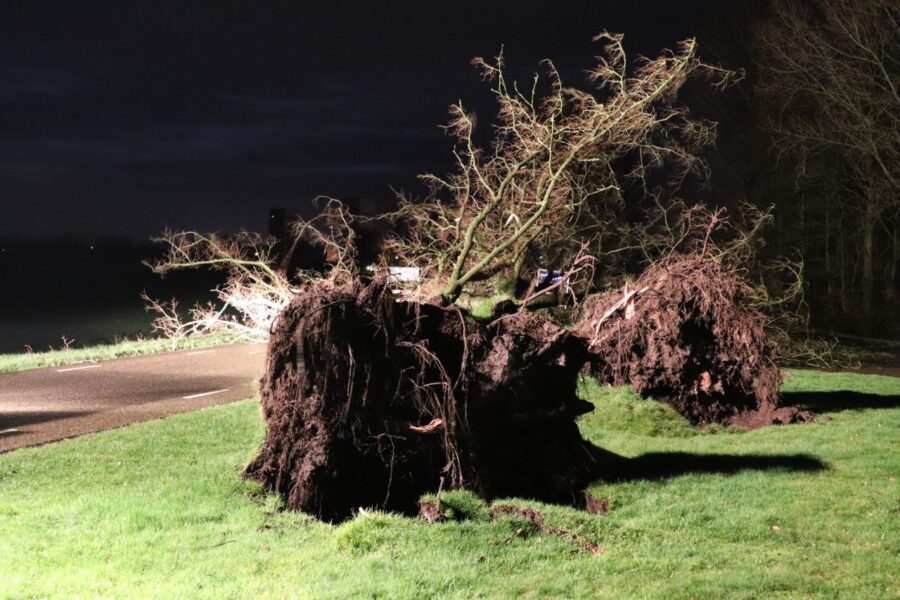 Twee bomen omgewaaid door storm Dudley in Broek
