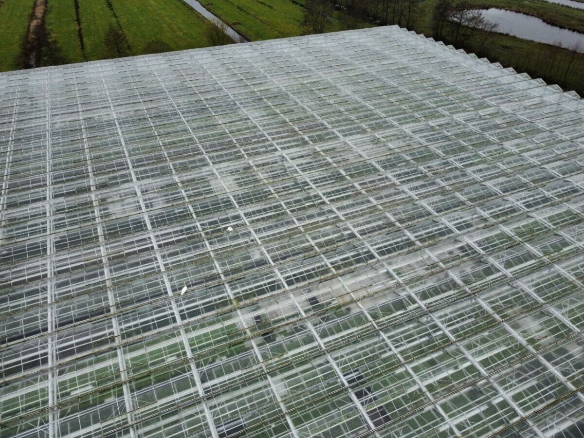 Zwaan vast op kassencomplex in Drachten