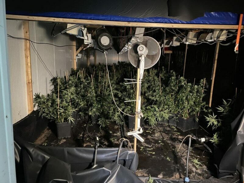 Anonieme tip: politie rolt hennepkwekerij met 900 planten op in Assen