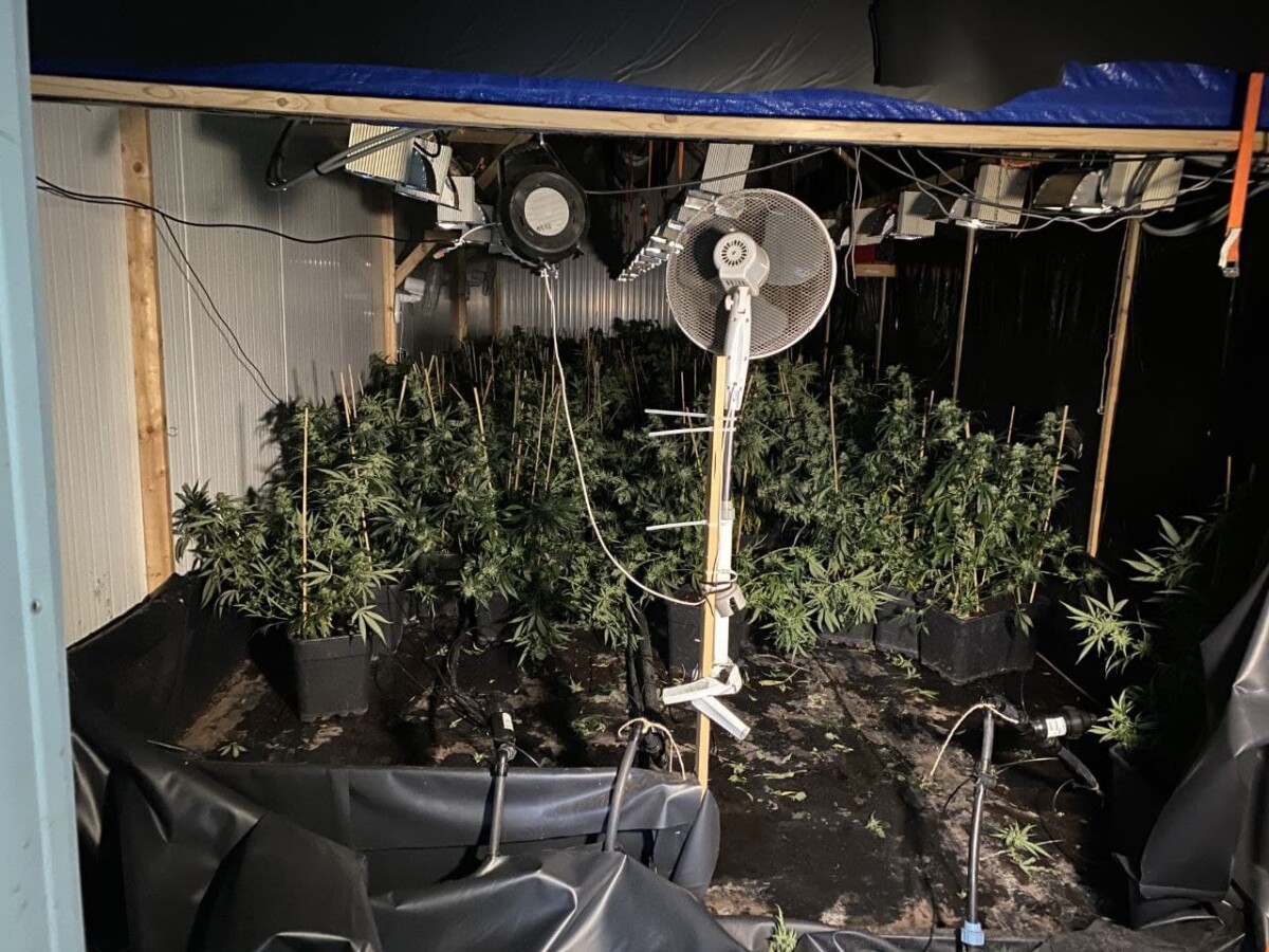 Anonieme tip: politie rolt hennepkwekerij met 900 planten op in Assen