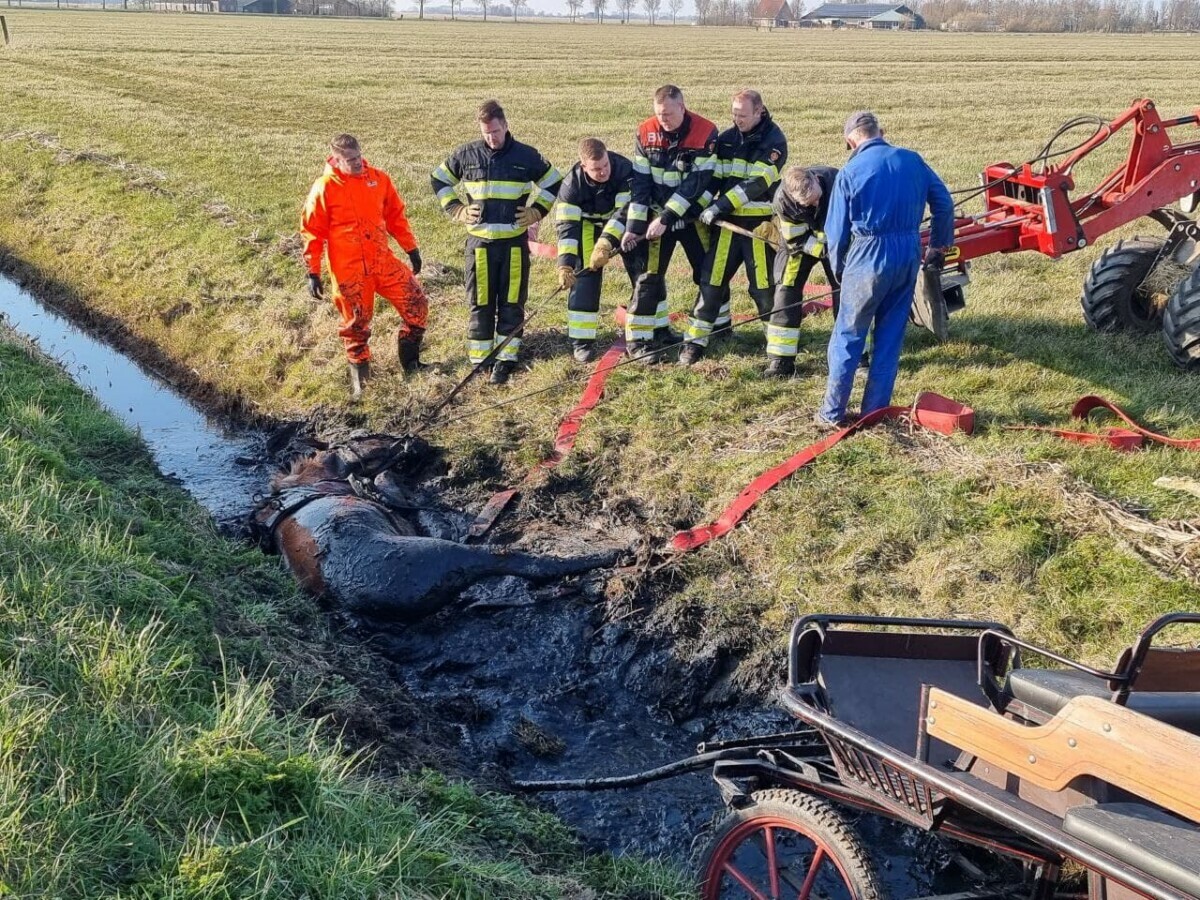 Paard en wagen belanden in sloot bij Westergeest