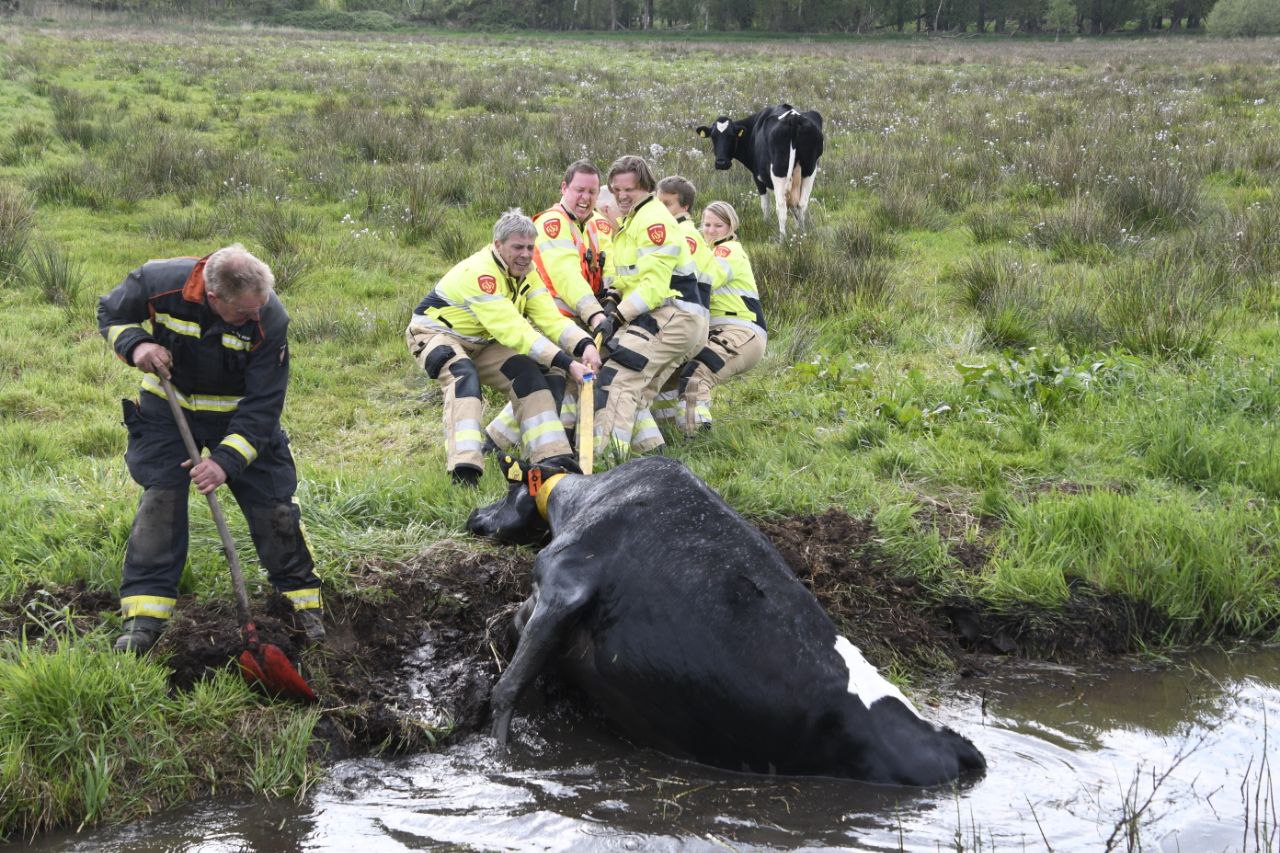 Brandweer redt koe uit sloot in Haren