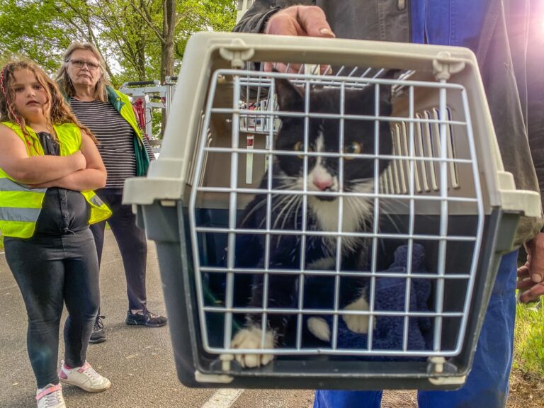 Poes Sikke door brandweer uit boom bevrijd