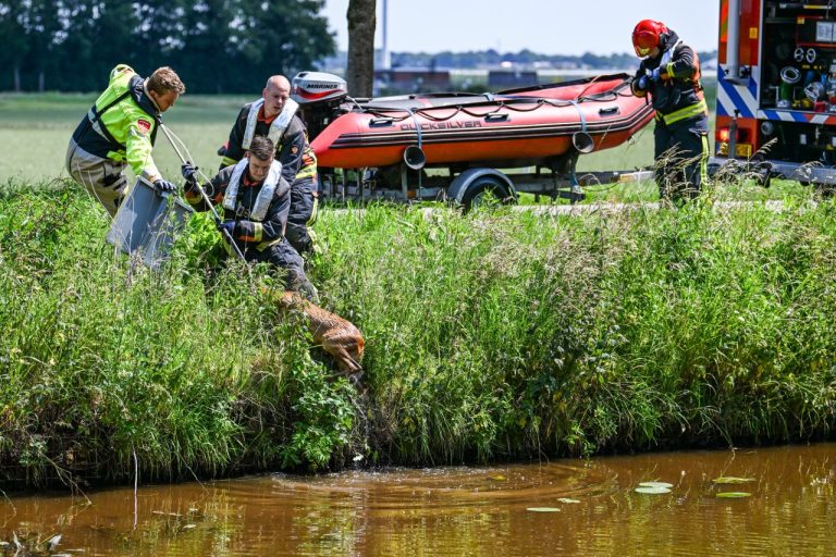 Ree uit water gehaald door brandweer in Zuidbroek