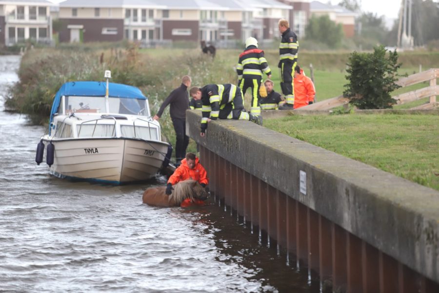 Pony uit water gered bij vakantiepark Esonstad
