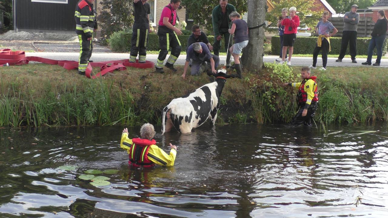 Koe uit de vaart getrokken door brandweerlieden in Jubbega