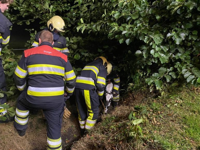 Brandweer komt in actie voor kalf in greppel in Rottevalle
