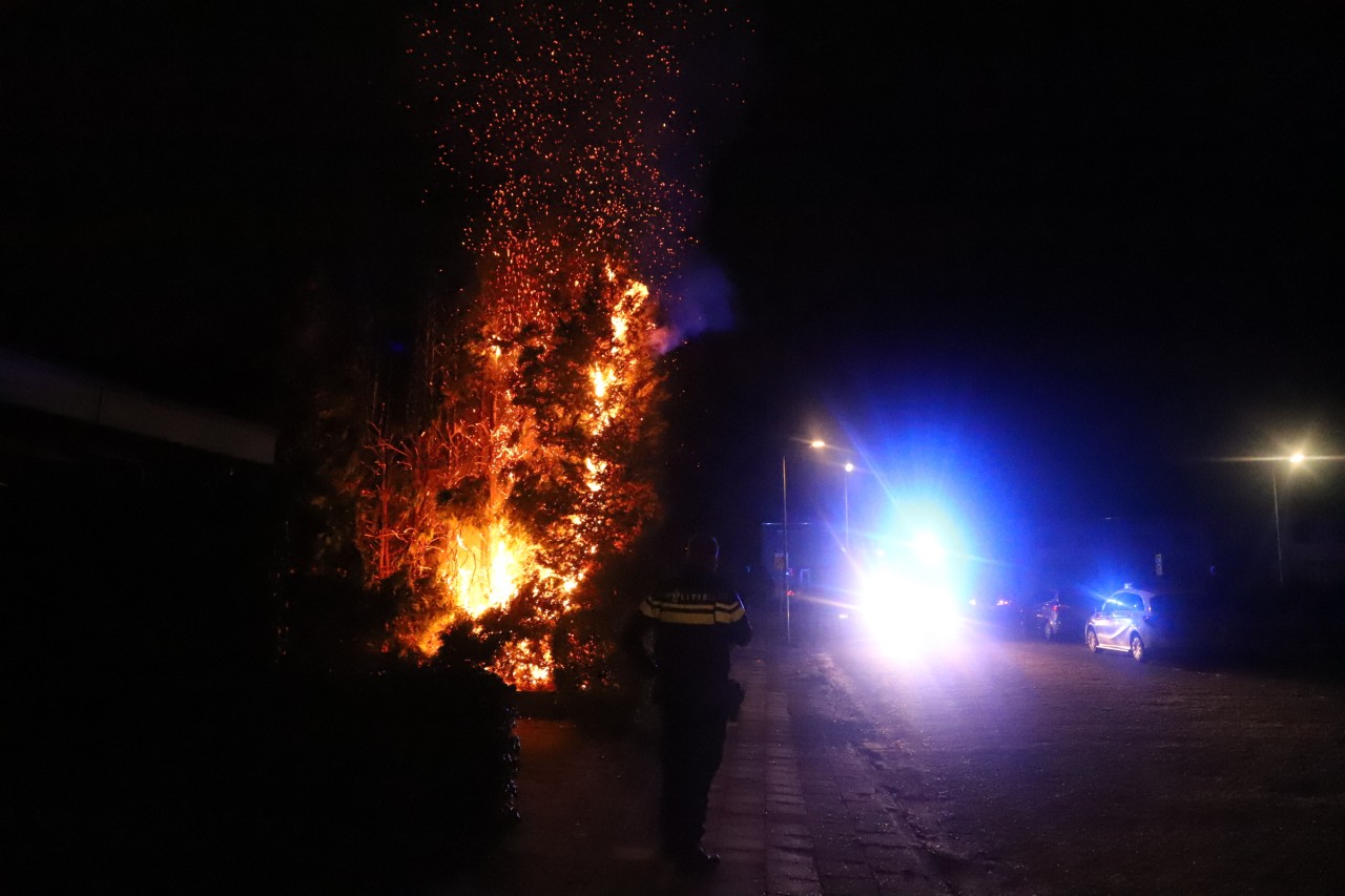 Coniferenhaag in brand gestoken aan de Dwarswyk in Drachten
