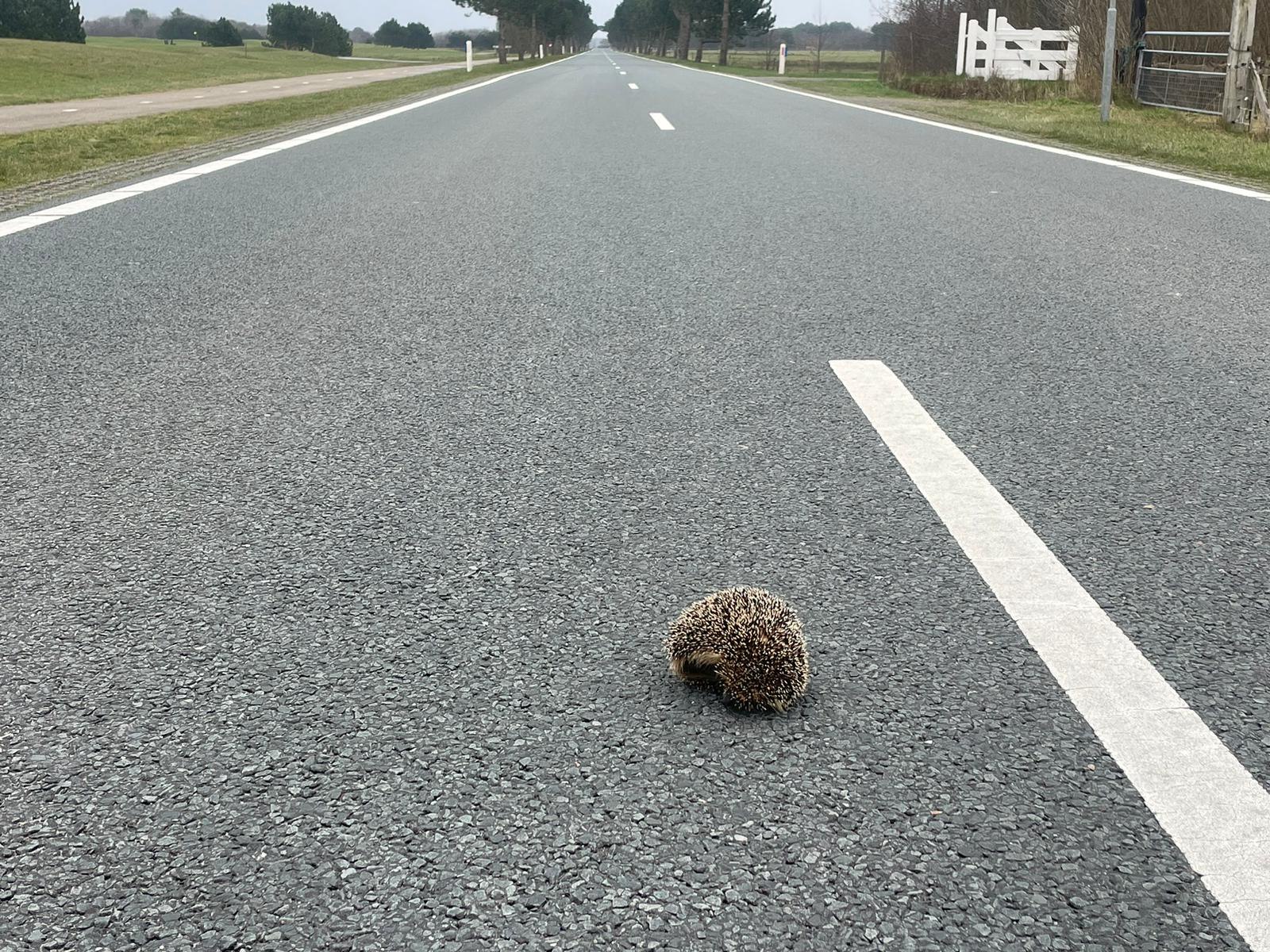 Verkeer stil gelegd door dierenambulance voor egeltje