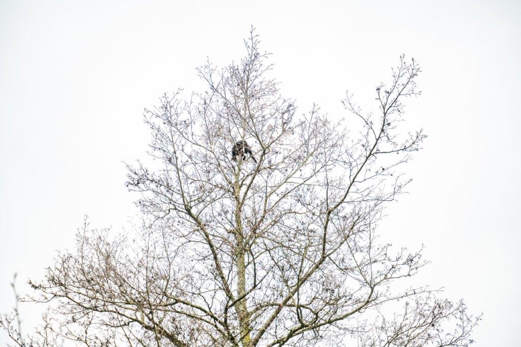 Brandweer redt kat uit hoge boom