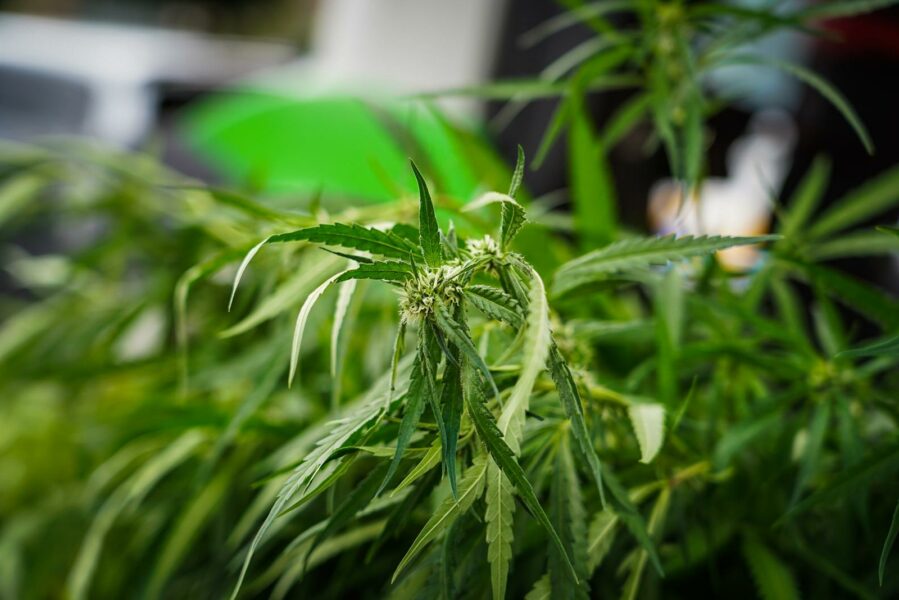 Woning gesloten na vondst hennepkwekerij met 241 planten