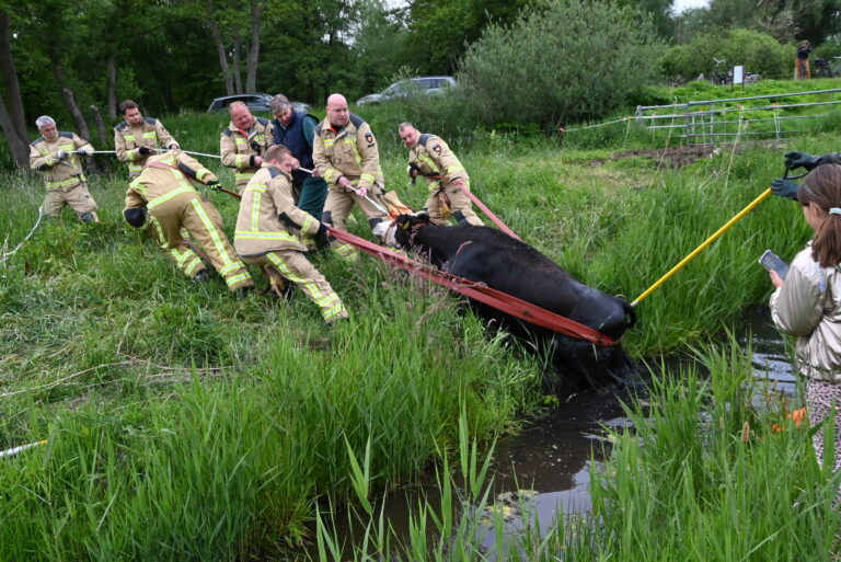Brandweer redt koe uit sloot: boer bedankt hulpverleners