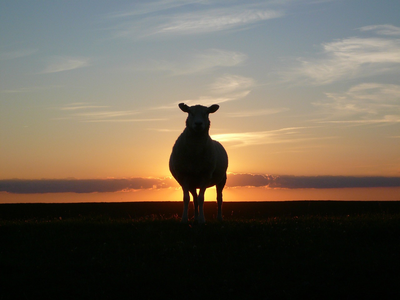 Goudjakhals beet schapen dood in Groningen