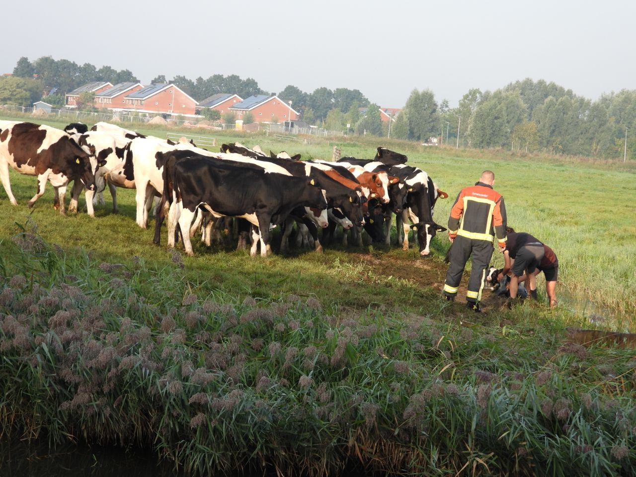 Pasgeboren kalfje belandt in sloot